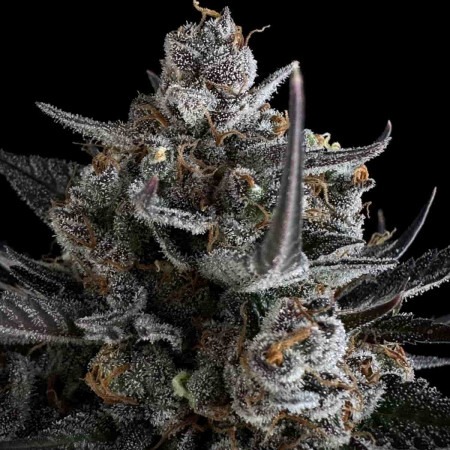 Pound Cake Auto від Fast Buds