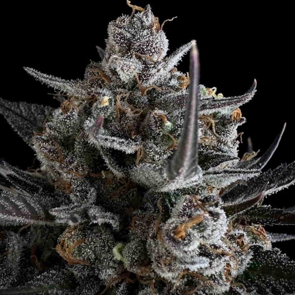 cannabis Pound Cake Auto