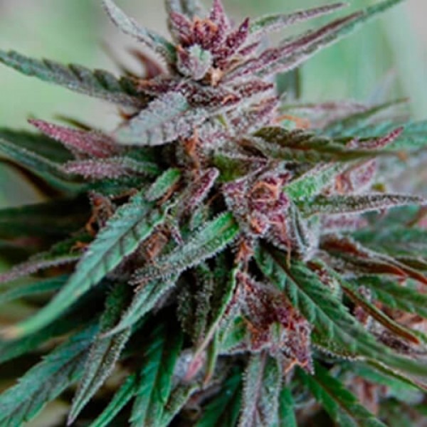 Павер Африка фем