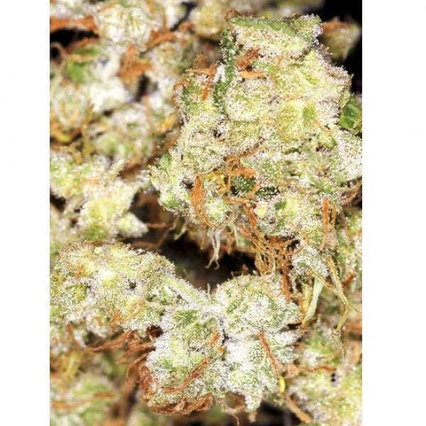 cannabis Turkman Valley