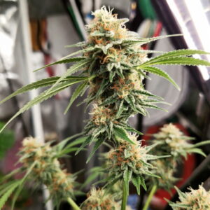 Psicodelicia 33stakana