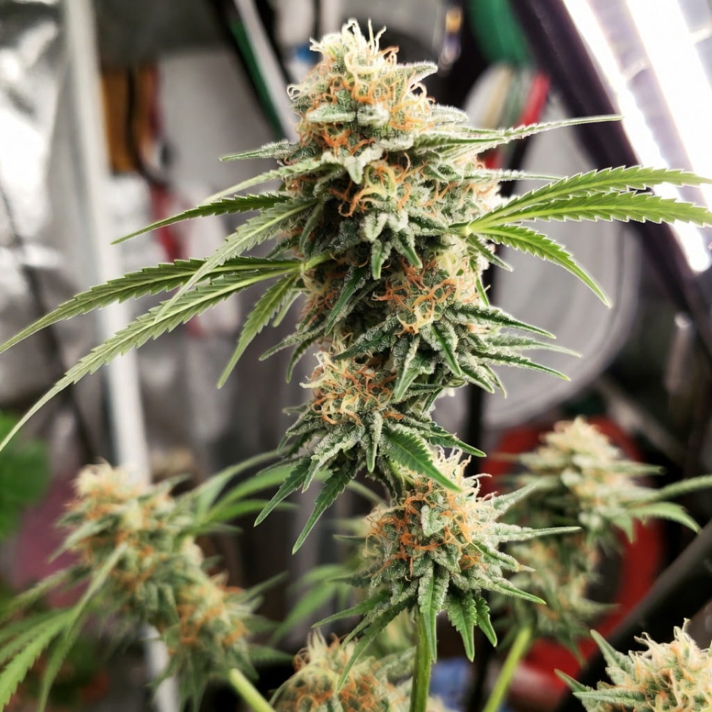 Psicodelicia 33stakana