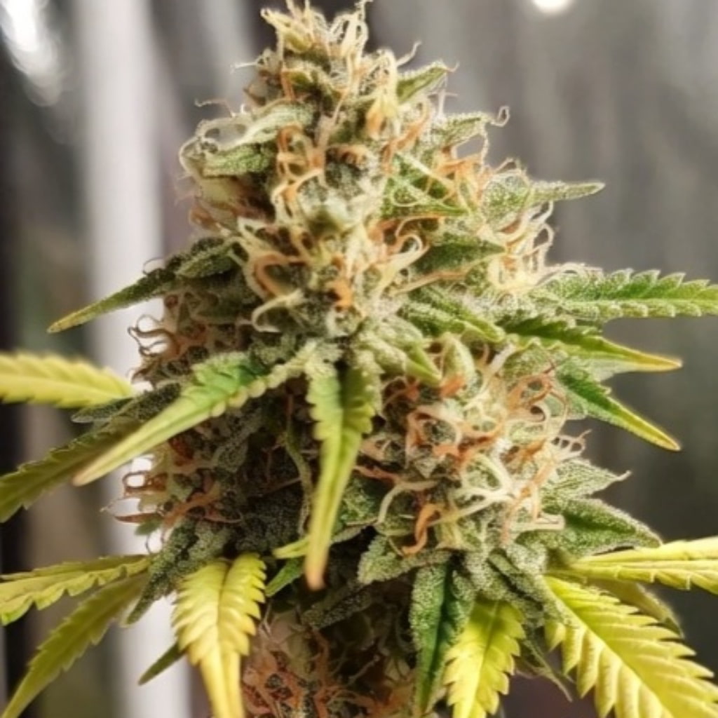 Psicodelicia 33Stakana