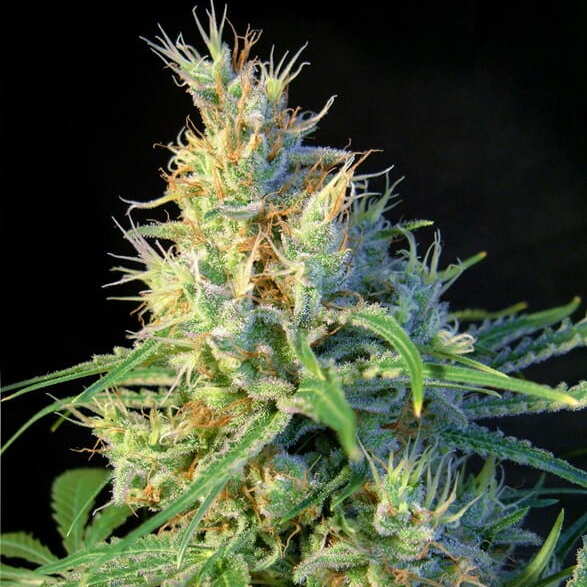 Сорт конопли Psicodelicia от Sweet Seeds