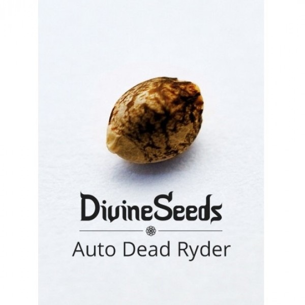 Auto Deadryder от Divine Seeds