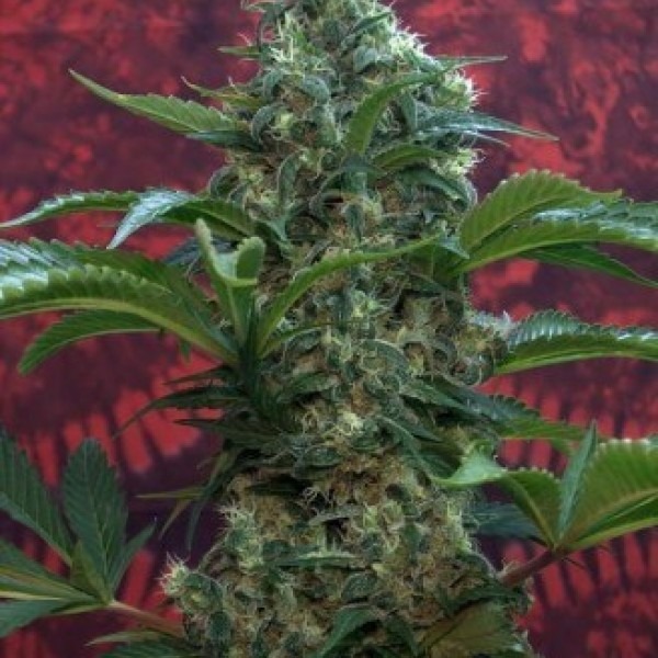 Сатори купить