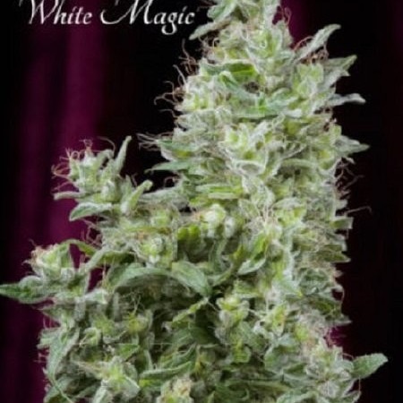 White Magic купити