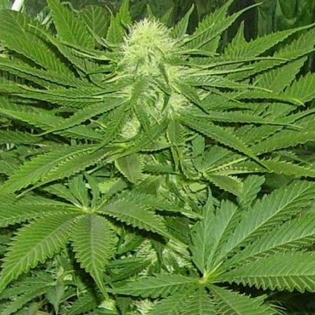 Шива Шанти 2