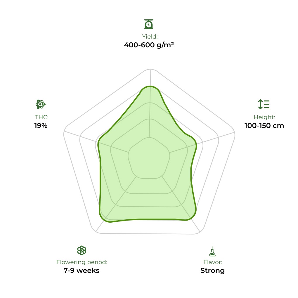Shaman technology radar 33stakana