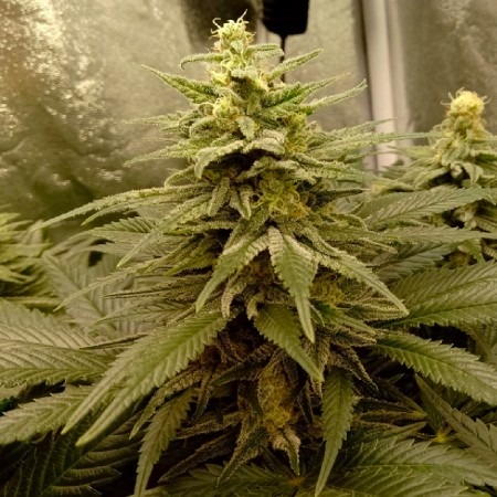 Шугар Дедді