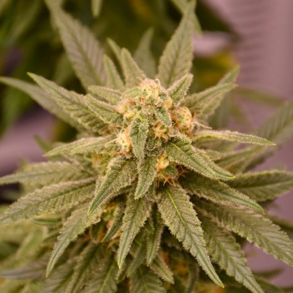 Шугар Дедді купити