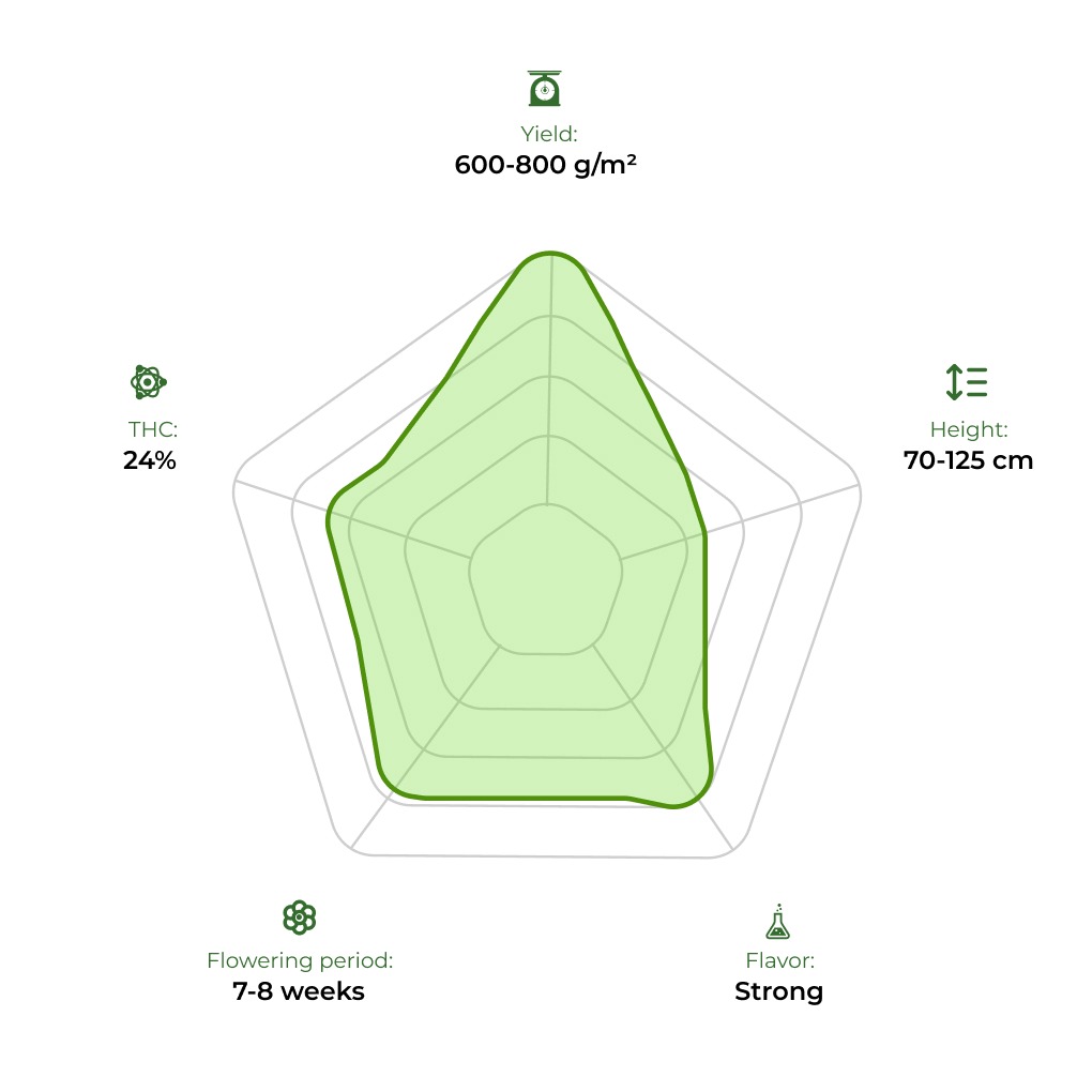 Super Critical Auto technology radar 33stakana