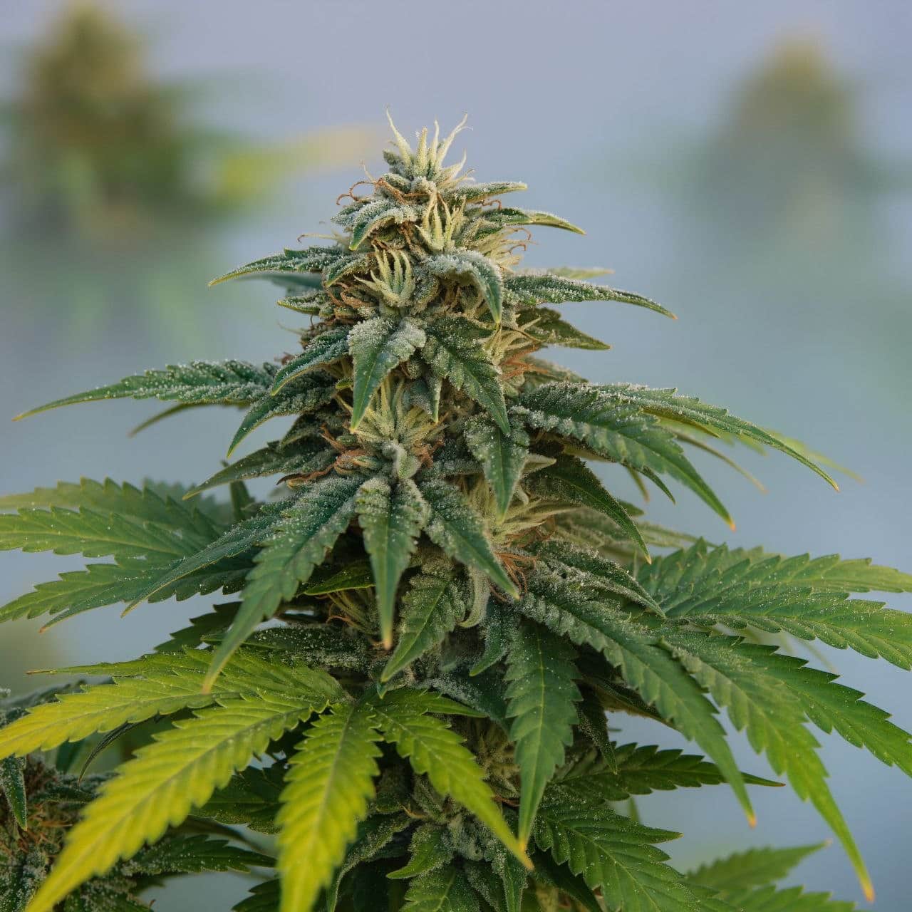 Sweet Cheese Auto от Sweet Seeds