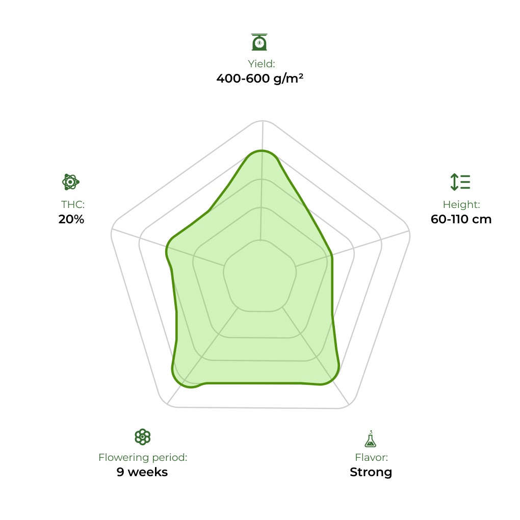 Sweet Cheese Auto technology radar 33stakana