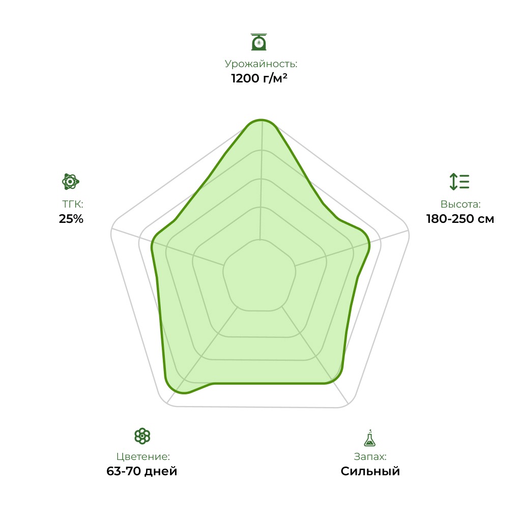 Технологический радар сорта Amnesia XL 33stakana