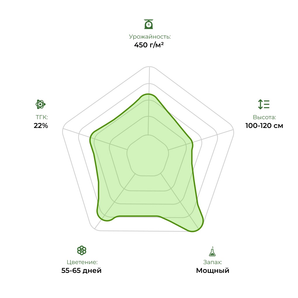 Технологический радар сорта Hindu Kush 33stakana