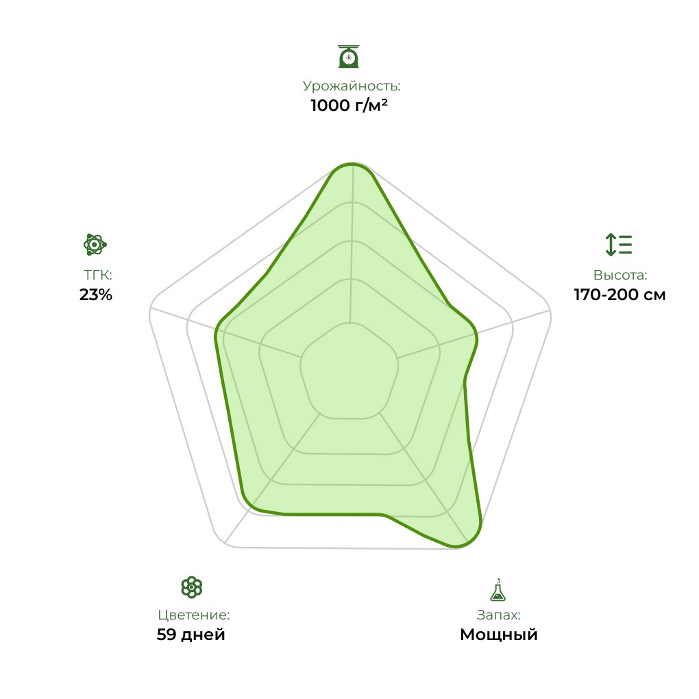 Технологический радар сорта Mazar 33stakana