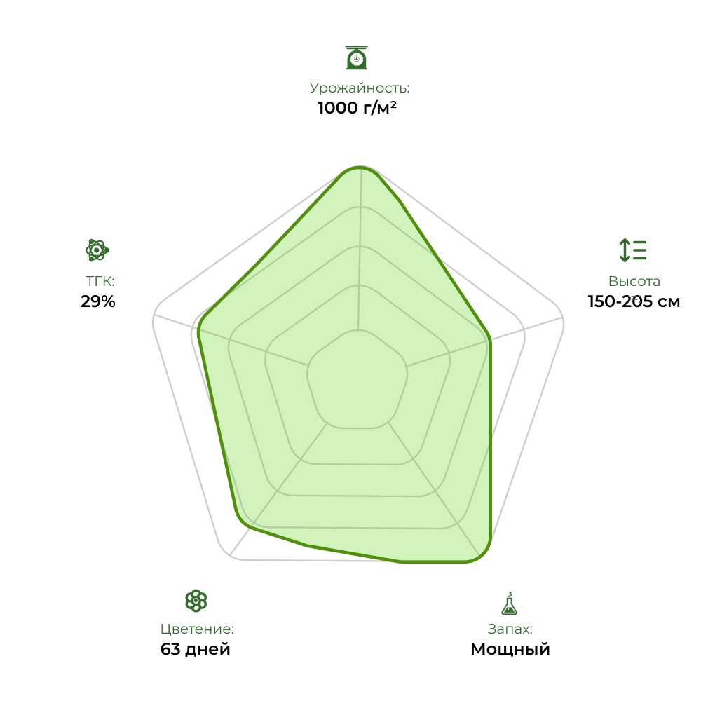 Технологический радар сорта Opium Feminised 33stakana