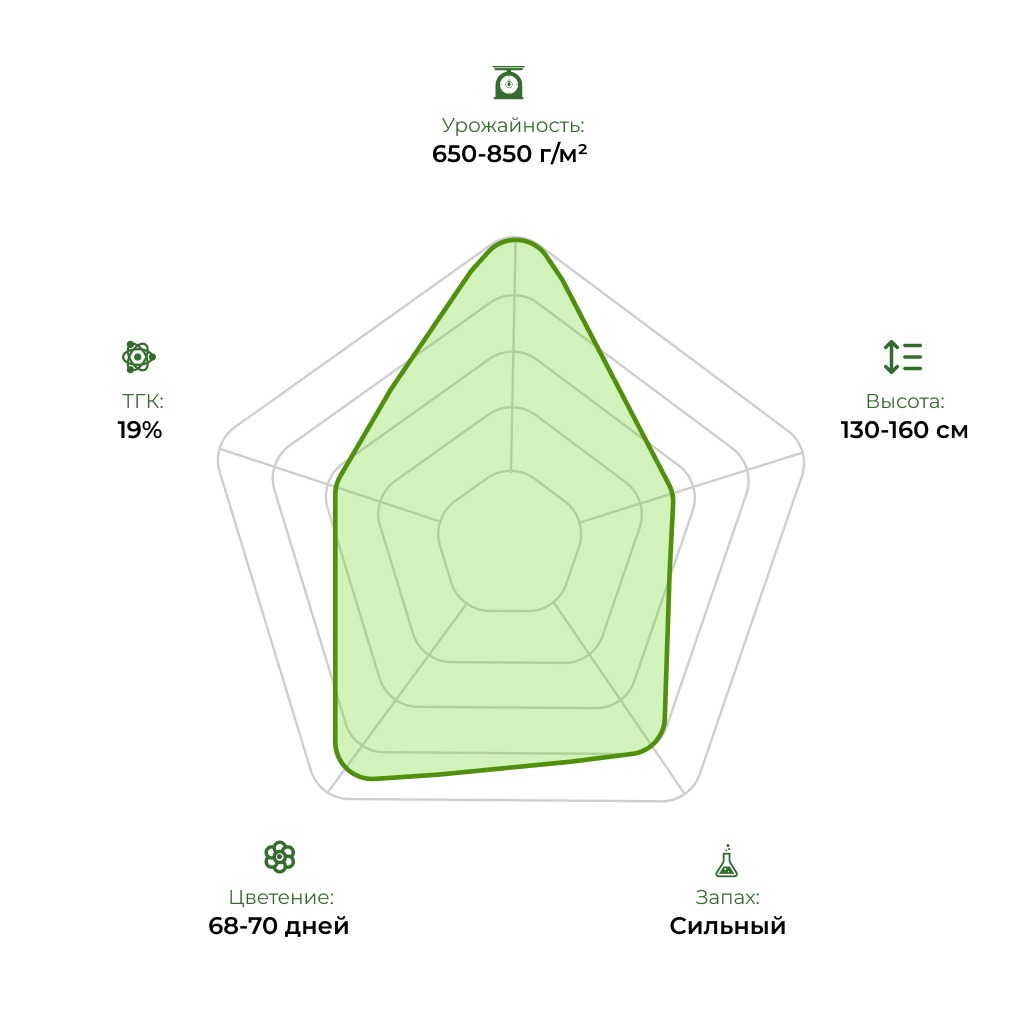 Технологический радар сорта White Widow 33stakana