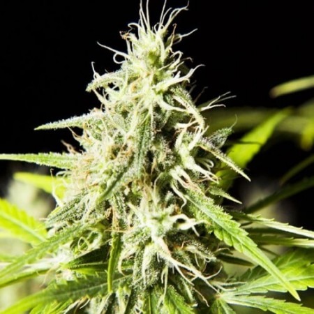 Мамма Тай купить