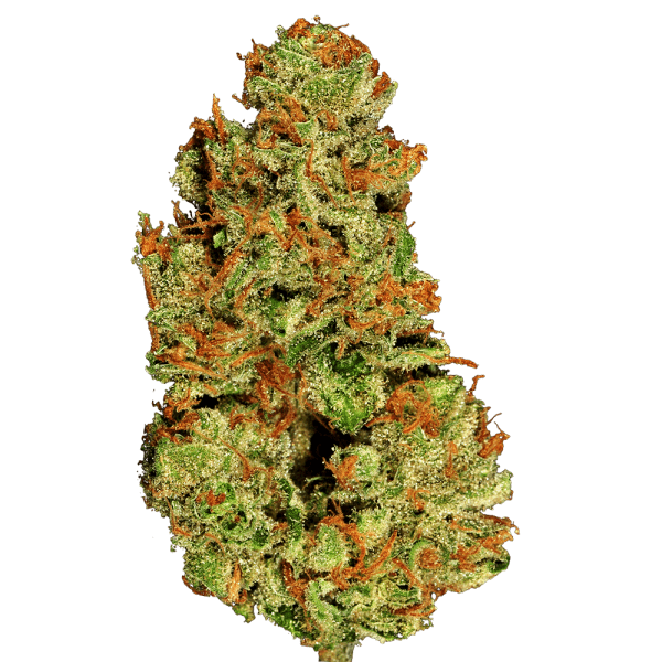 Туркман Валли от Индика