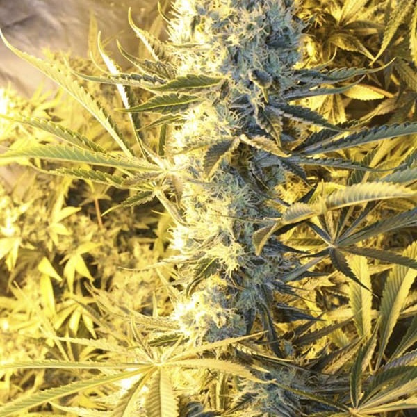 Туркман Валли купить