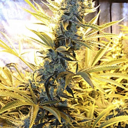 Туркман Валли