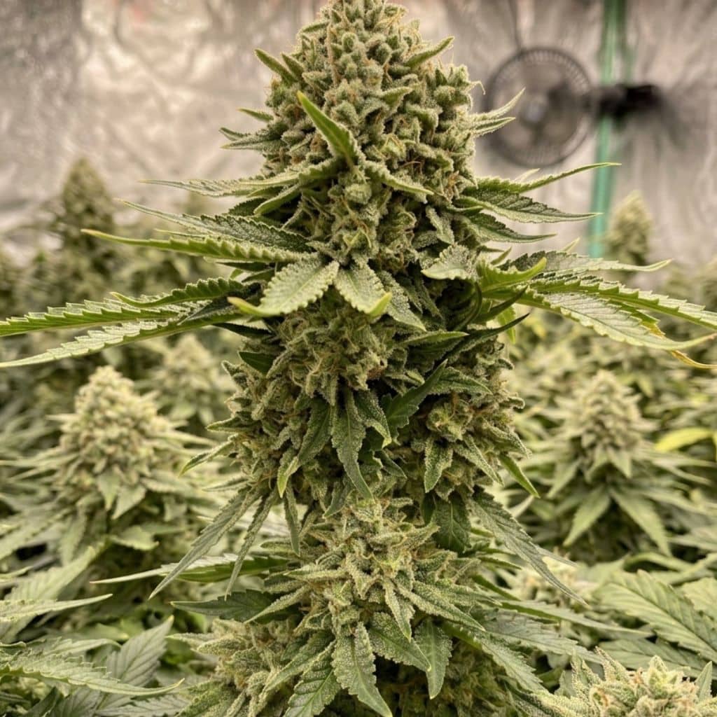 White Rhino, Green House