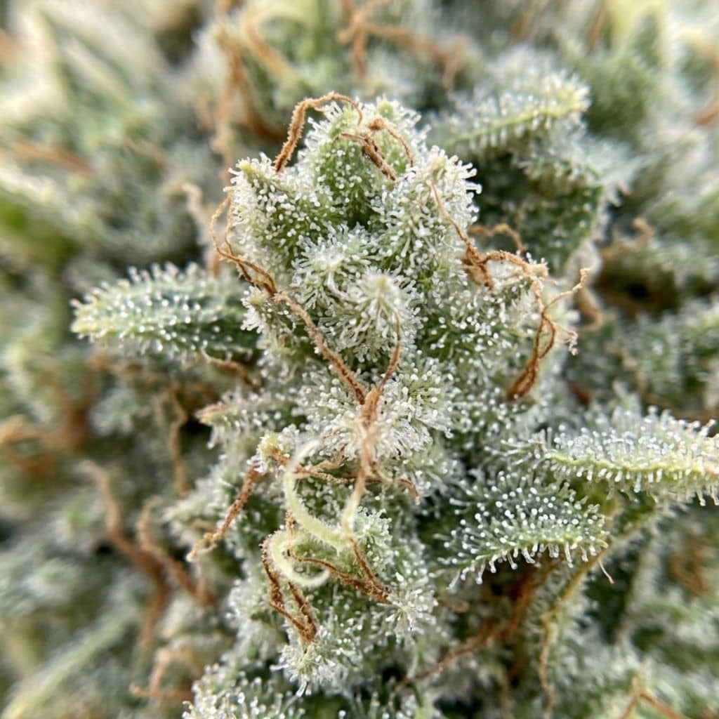 White Rhino Feminised, Green House