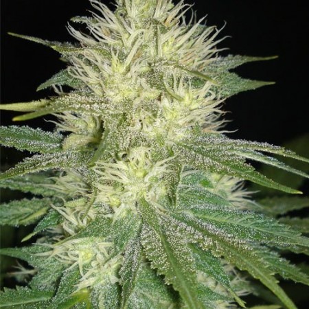 California Dream buy