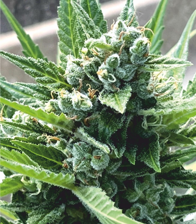 Auto White Virgin от Divine Seeds