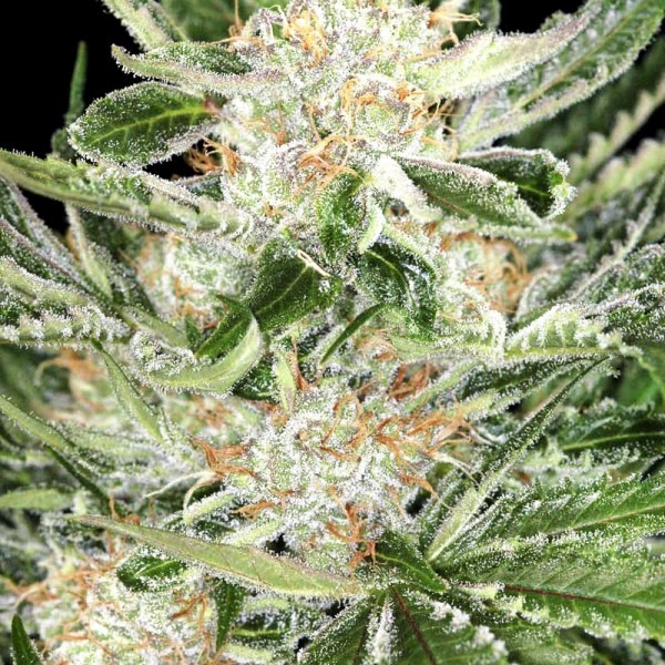 White Widow cannabis