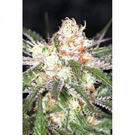 Auto White Widow купить