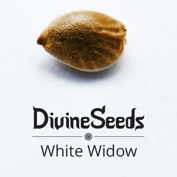 Auto Kabul Divine Seeds