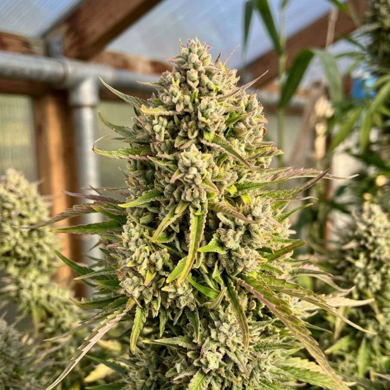 Auto Wedding Cake 4:20 Seeds