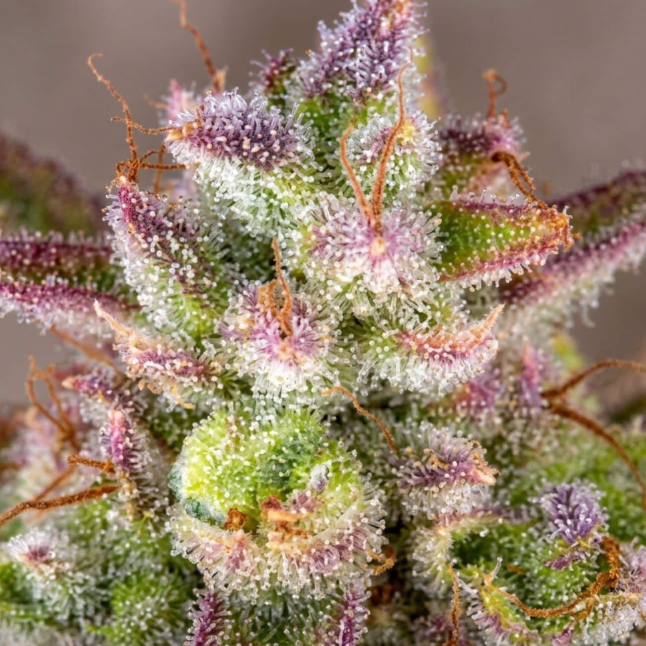 Auto Wedding Cake fem