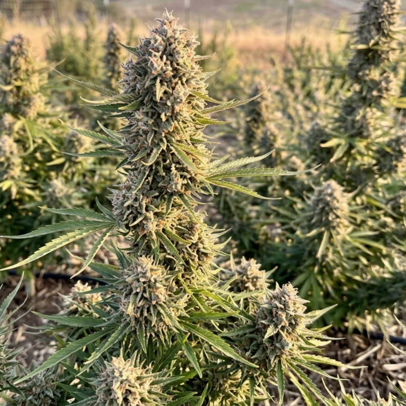 Auto Wedding Cake 33 Stakana