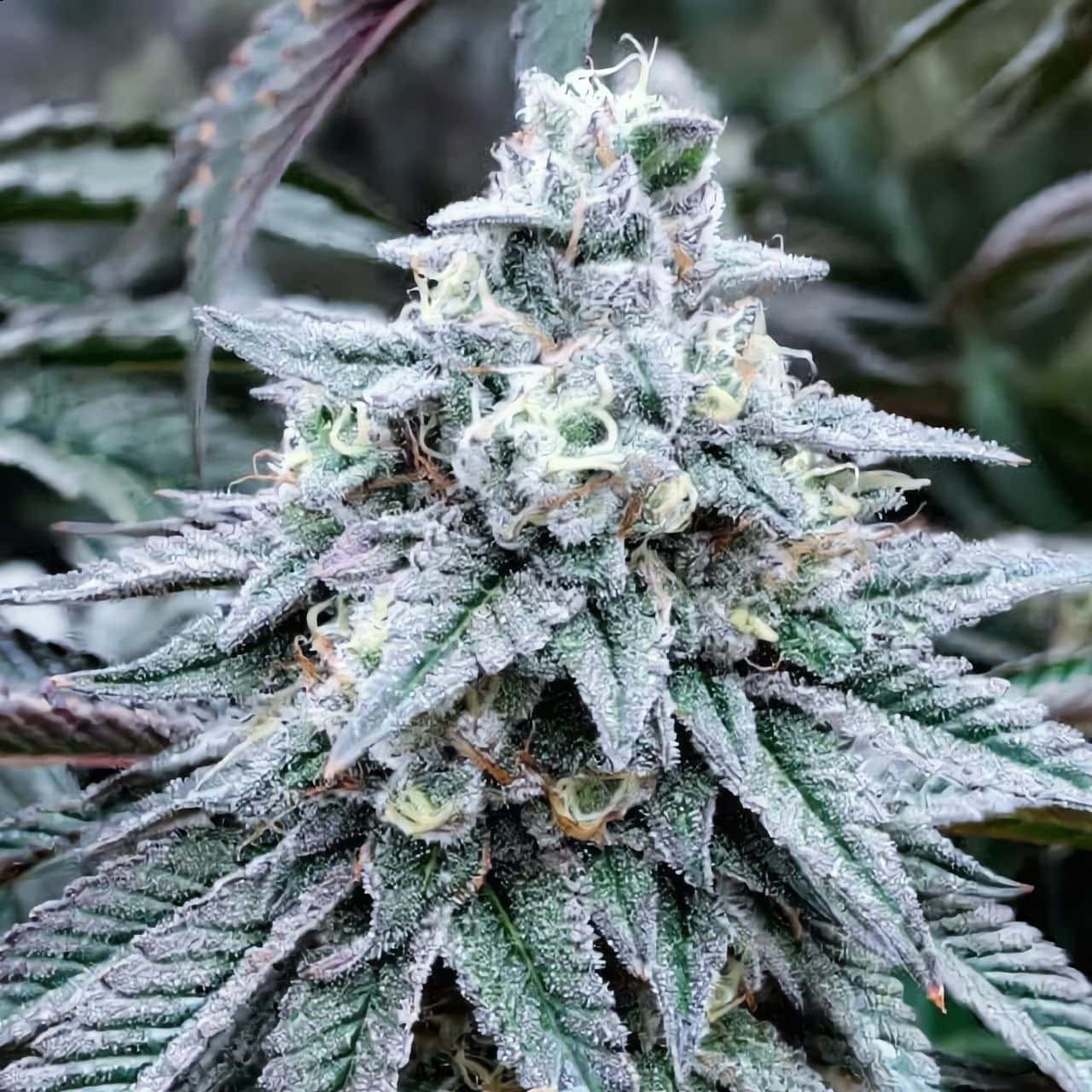 Moby Dick, Green House