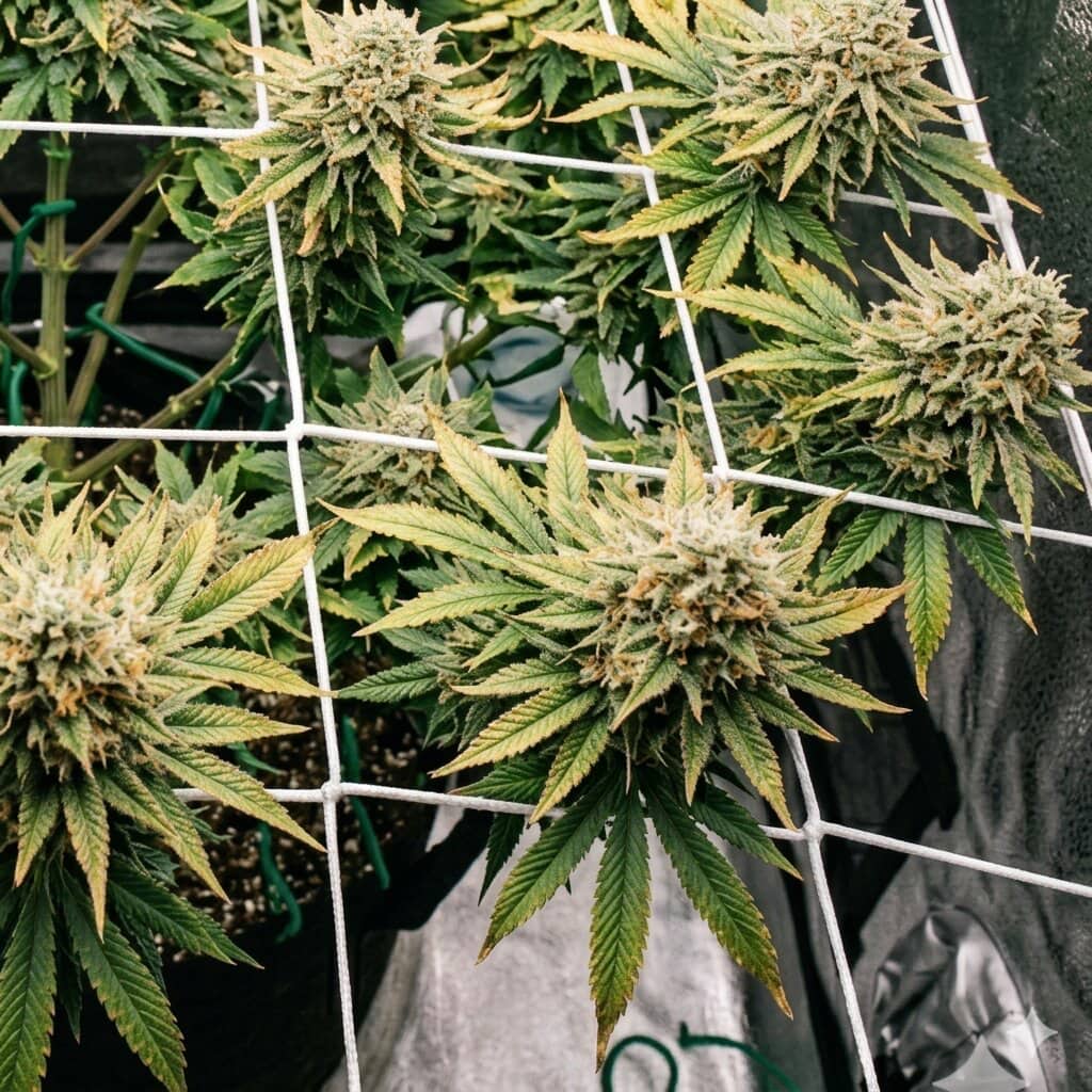 Chemdog fem (Green House Seeds)