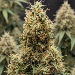 Fruity Juice fem