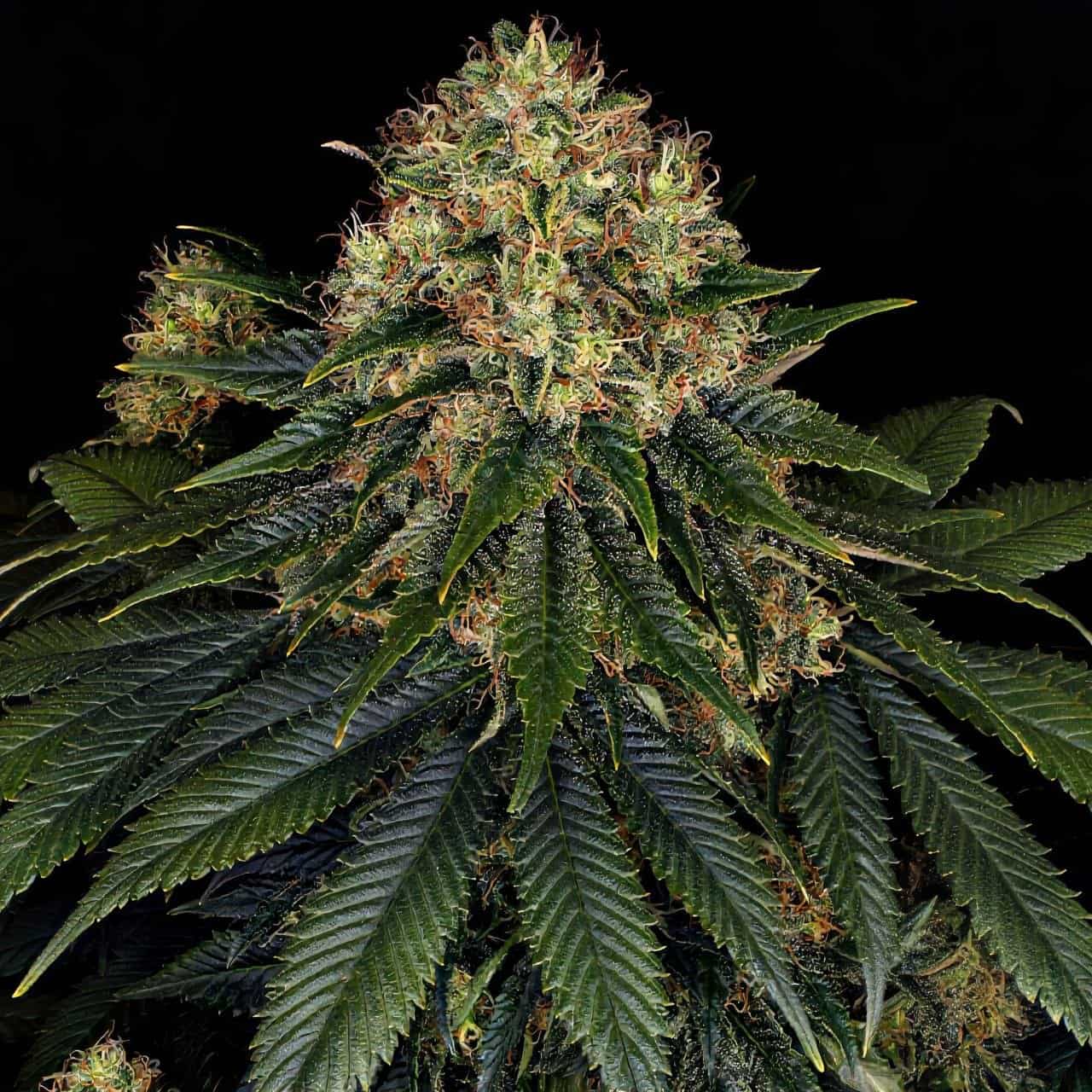 Super Critical, Green House Seed