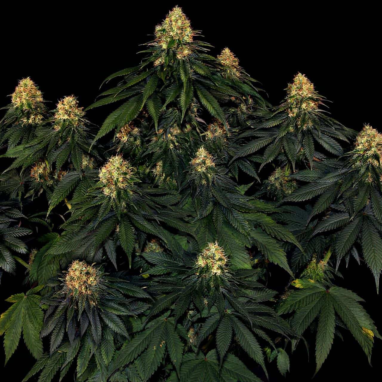 Super Critical, 33 Stakana