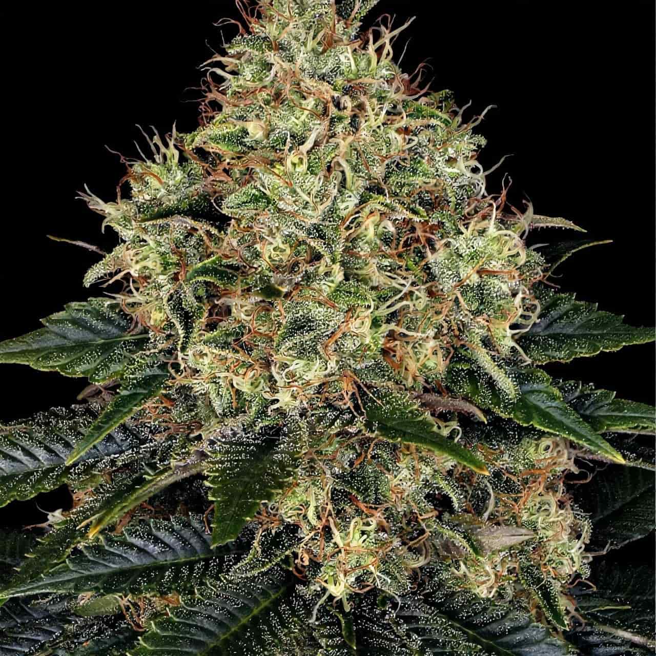 Super Critical fem